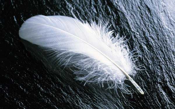 feather